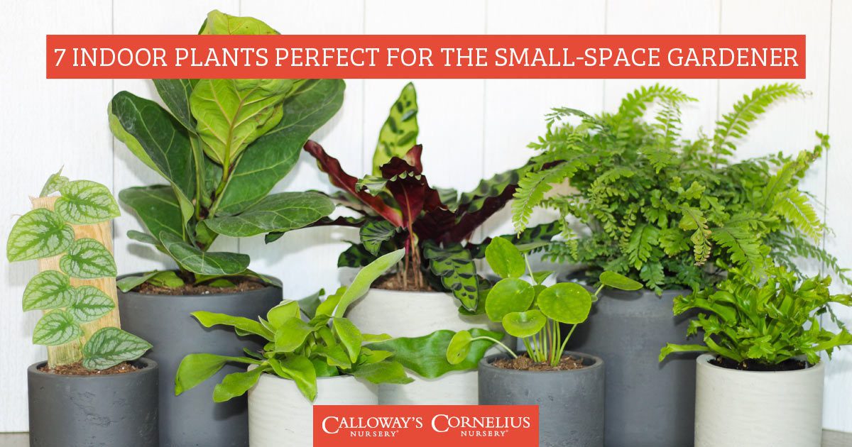 7 Indoor Plants Perfect for the SmallSpace Gardener Calloway’s Nursery