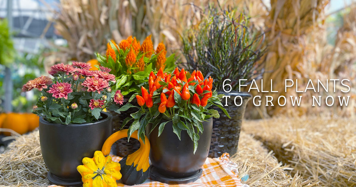 6 Fall Plants to Grow Now | Calloway's Nursery