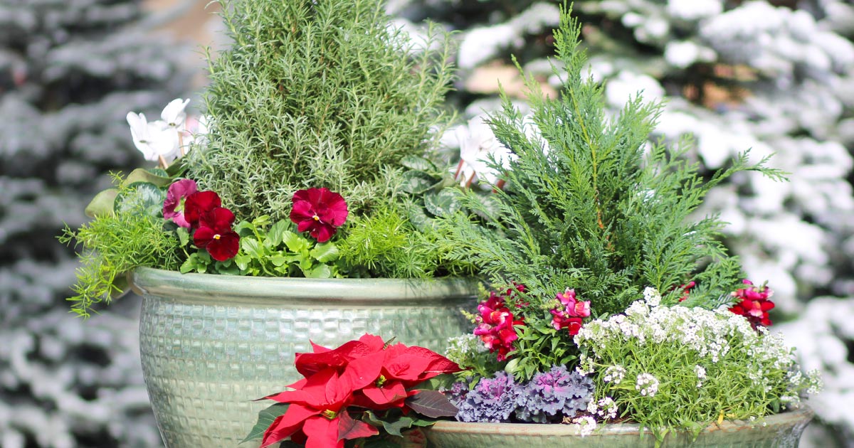 DIY Christmas Container Gardens Calloway’s Nursery