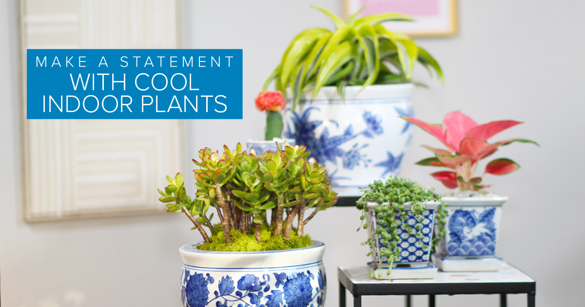 Make a Statement with Cool Indoor Plants Calloway’s Nursery