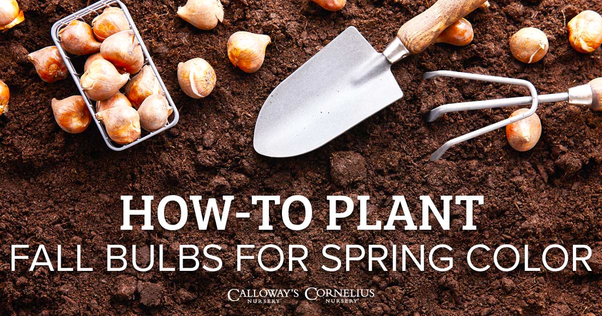 How to Plant Fall Bulbs for Spring Color | Calloway's Nursery