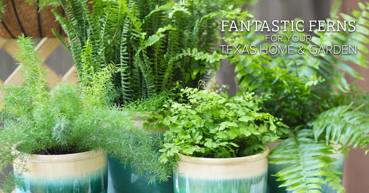 Fantastic Ferns for your Texas Home & Garden Calloway’s Nursery