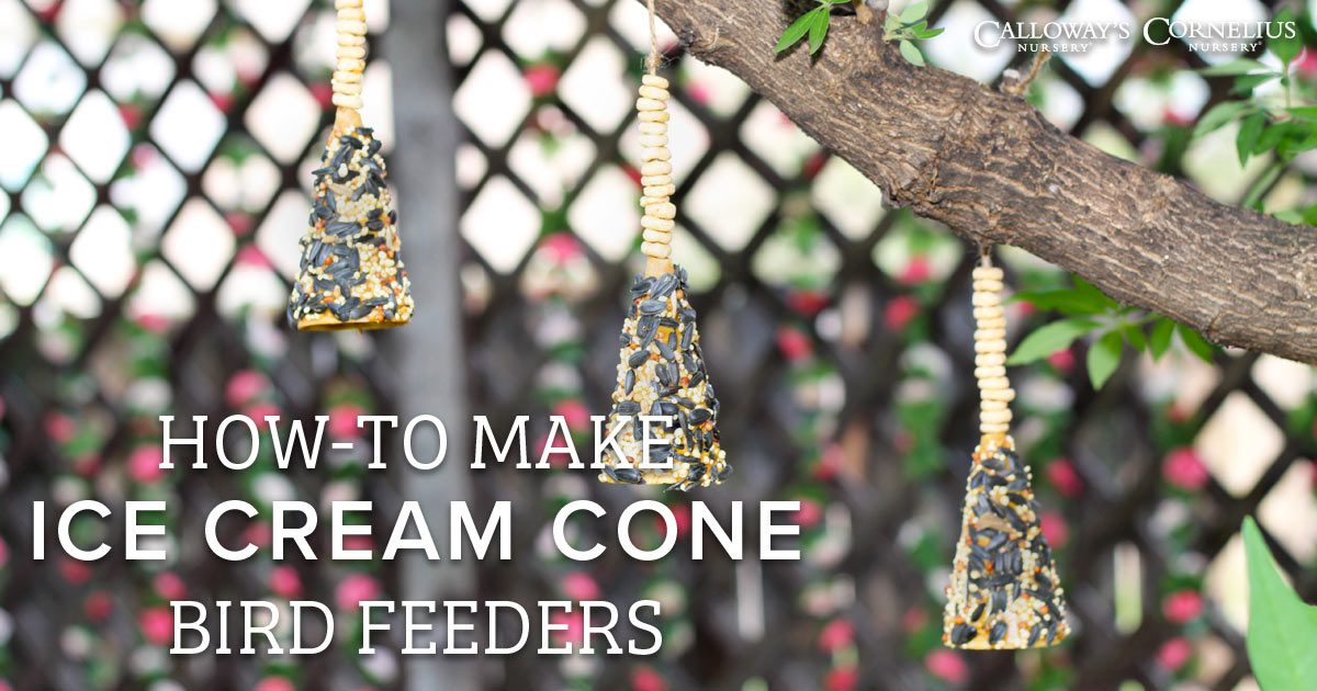 HowTo Make Ice Cream Cone Bird Feeders Calloway’s Nursery