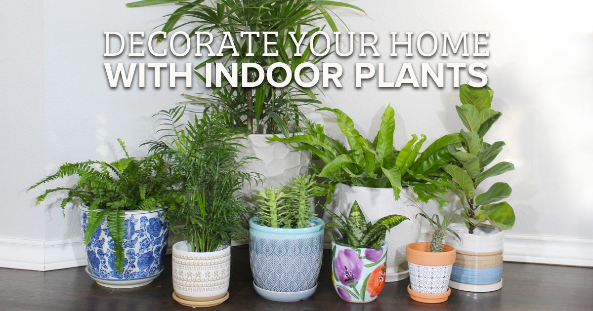 Decorate Your Home with Indoor Plants Indoor Plant Ideas