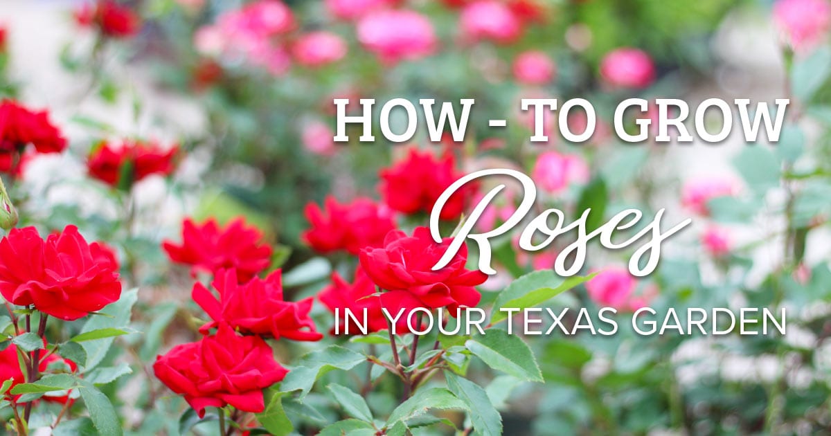 wallpapers Best Soil For Roses In Texas how to grow roses in your texas garden