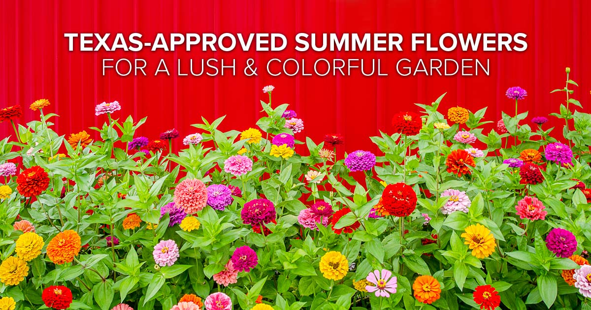 TexasApproved Summer Flowers Calloway’s Nursery