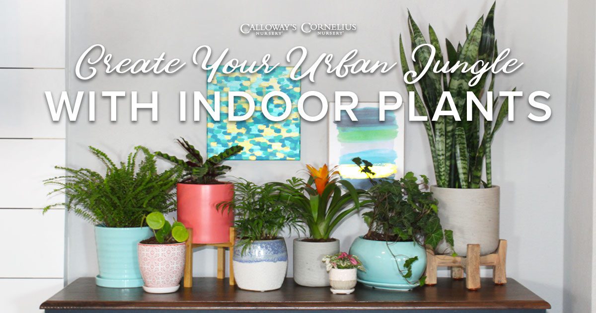 Create Your Urban Jungle with Indoor Plants Calloway’s Nursery