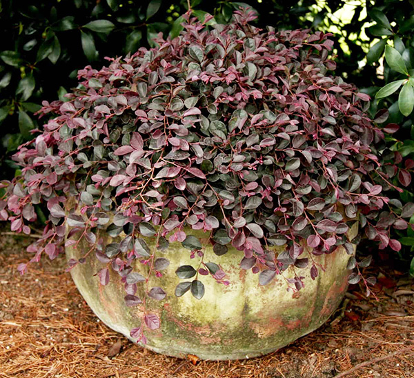 Link to Fall Shrubs  product page