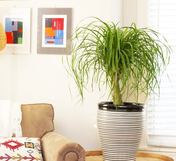 5 tall indoor plants