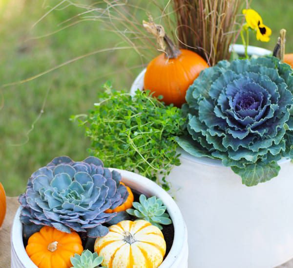 fall container gardens