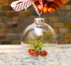air plant ornament