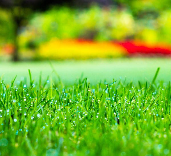 Lawn Care Utah County