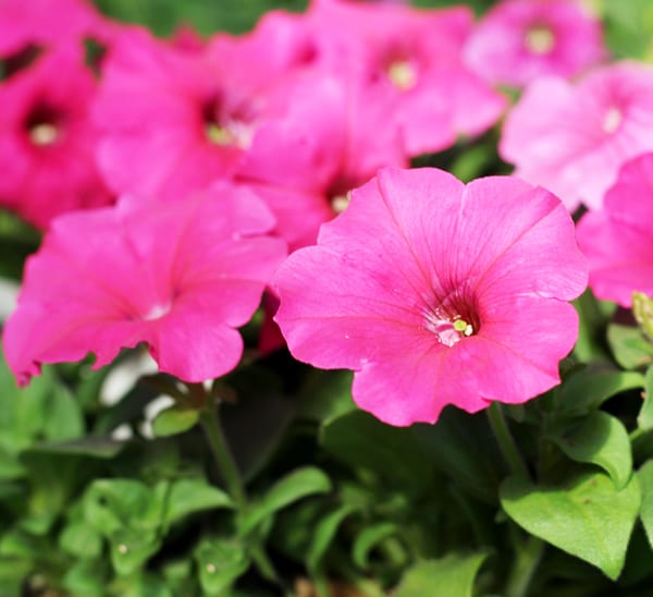 petunias