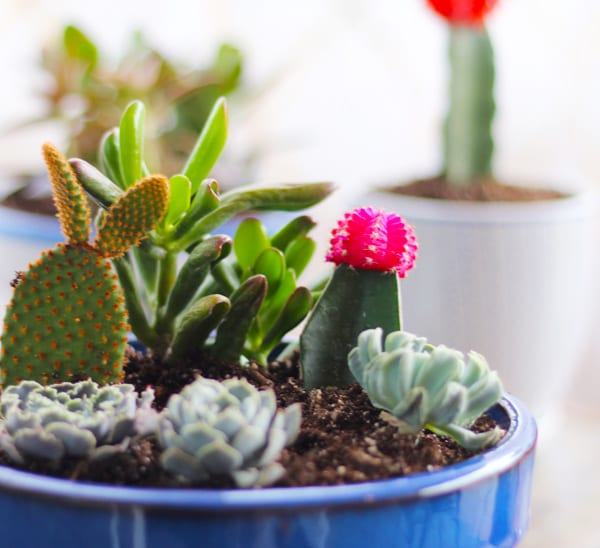 container garden with succulents and cacti