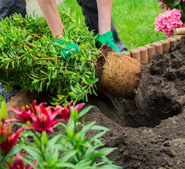 fall planting