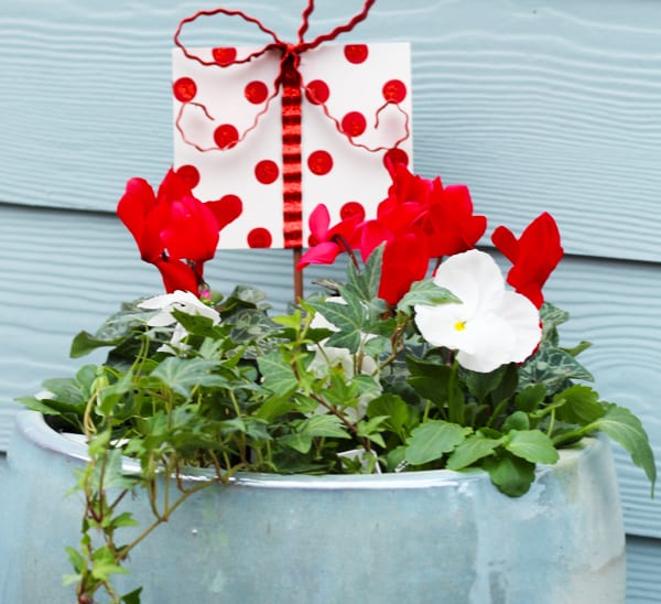 winter container garden