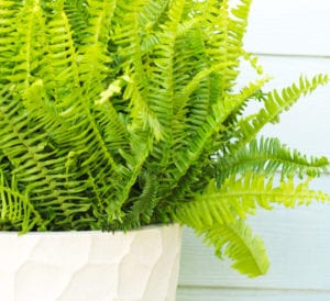 Kimberly Queen Fern