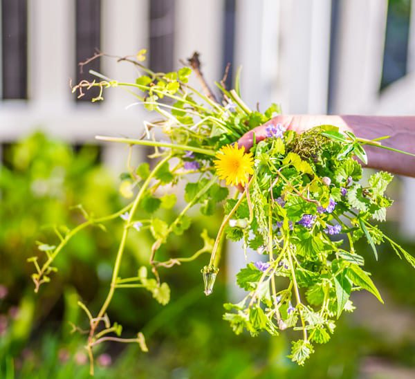 prevent weeds in august