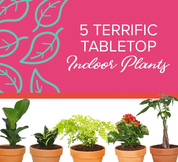 5 terrific tabletop indoor plants