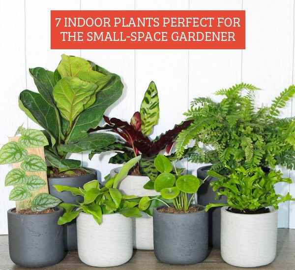 7 indoor plants for small space gardens
