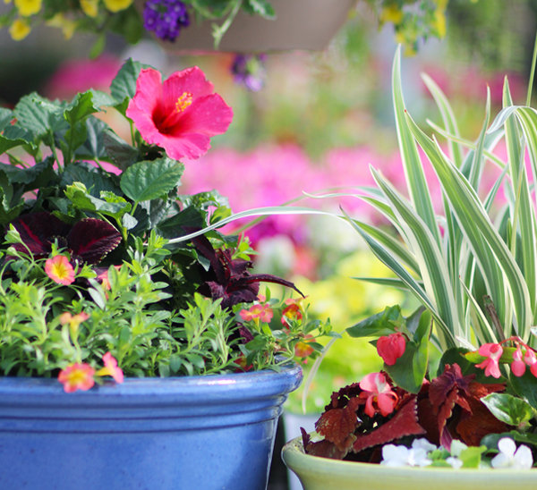 container gardening