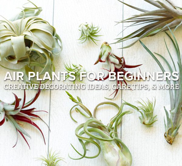 air plants