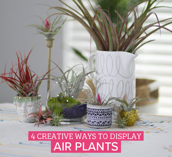 displaying air plants