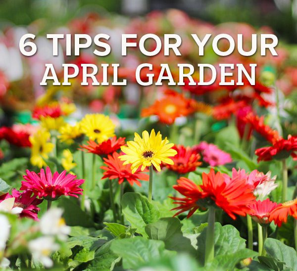 gardening tips for april