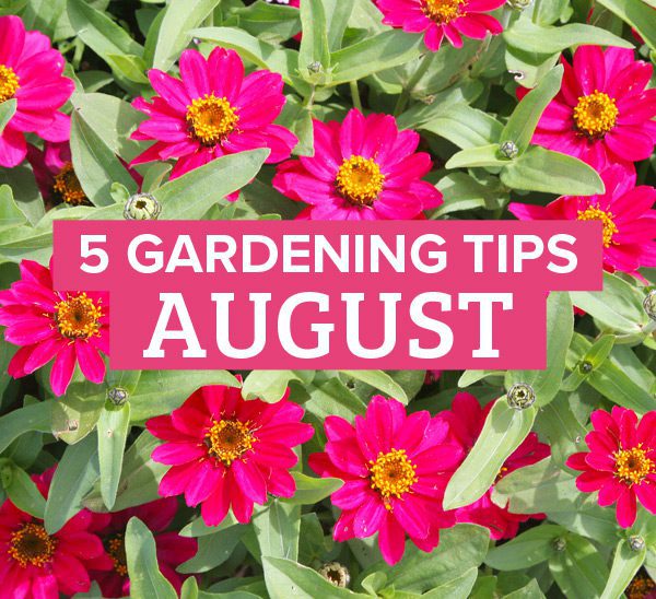 tips for august gardening