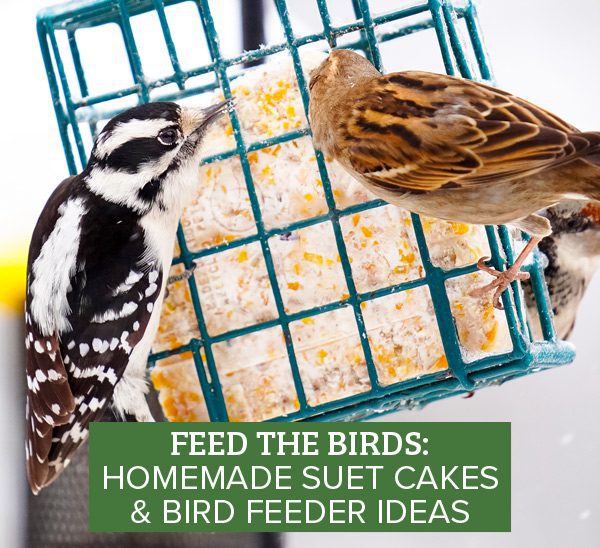 how to make homemade bird food