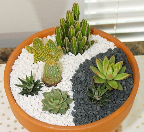 succulents and cacti