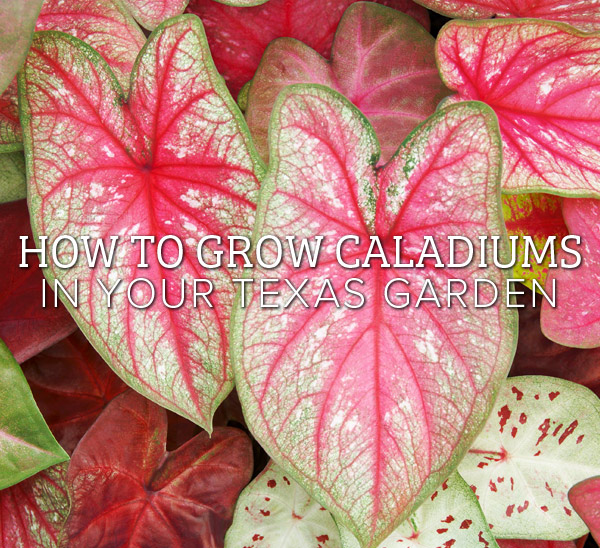 caladium care tips