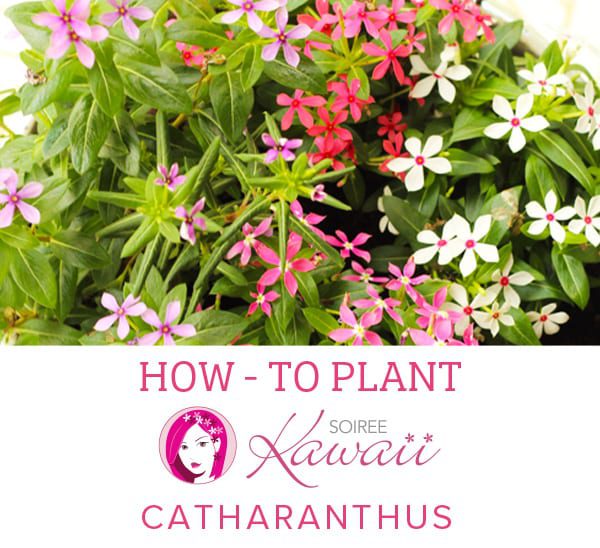 how to plant soiree kawaii catharanthus