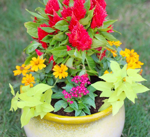 celosia container garden ideas