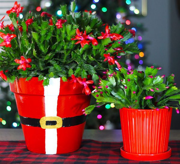 christmas cactus ideas