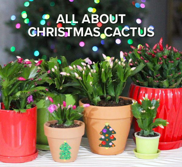 Christmas cacti plants
