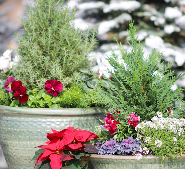 container gardens for christmas