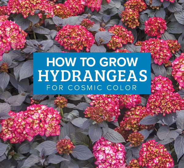 How to Grow Hydrangeas for Cosmic Color
