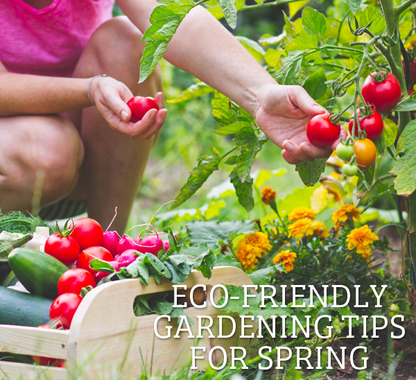 how to create an eco friendly garden