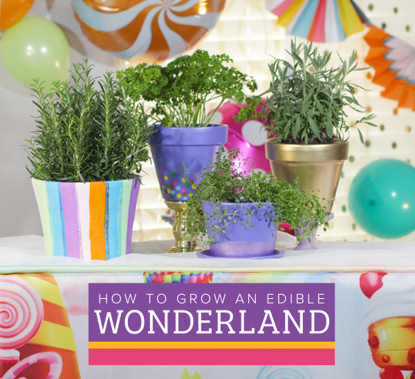 how to grow an edible wonderland