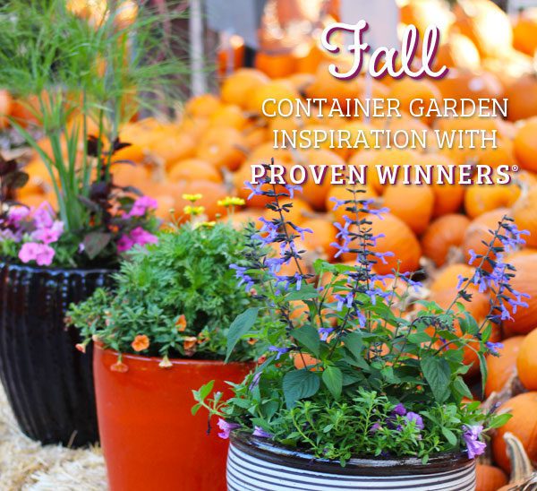 what to plant in the fall