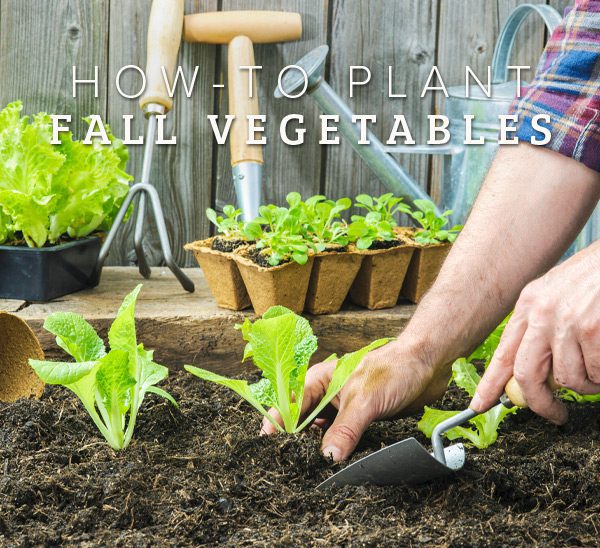 how to plant leafy vegetables