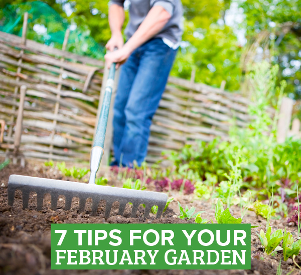 february gardening