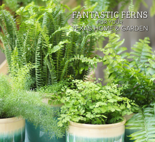 ferns for your home and garden