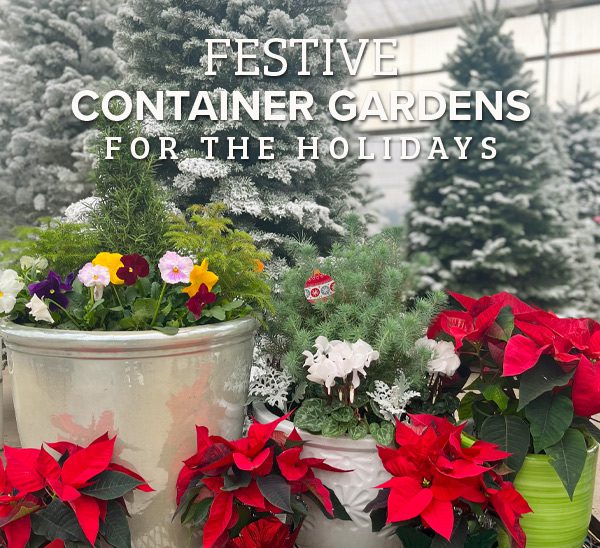 holiday container gardens