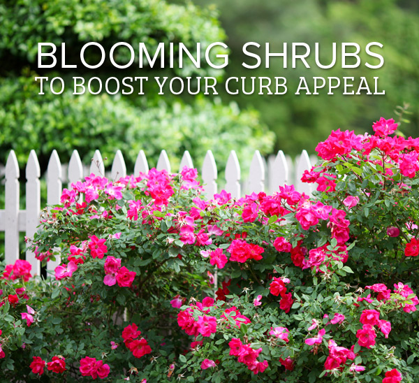shrubs with blooms