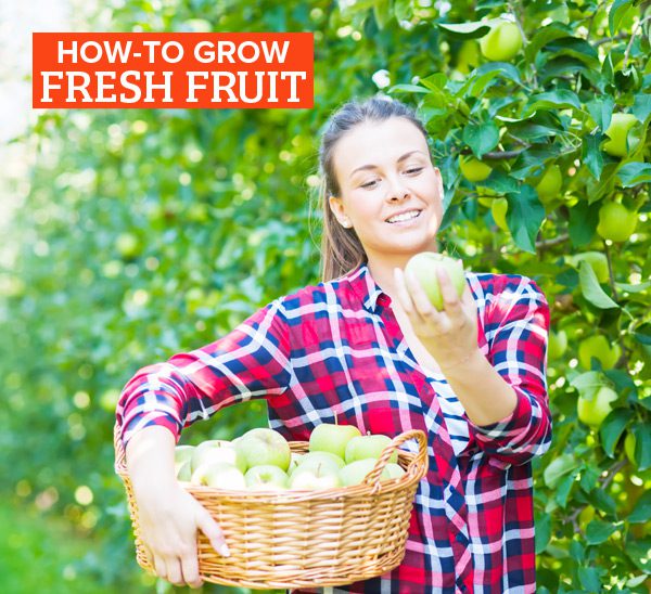 how to grow fruit
