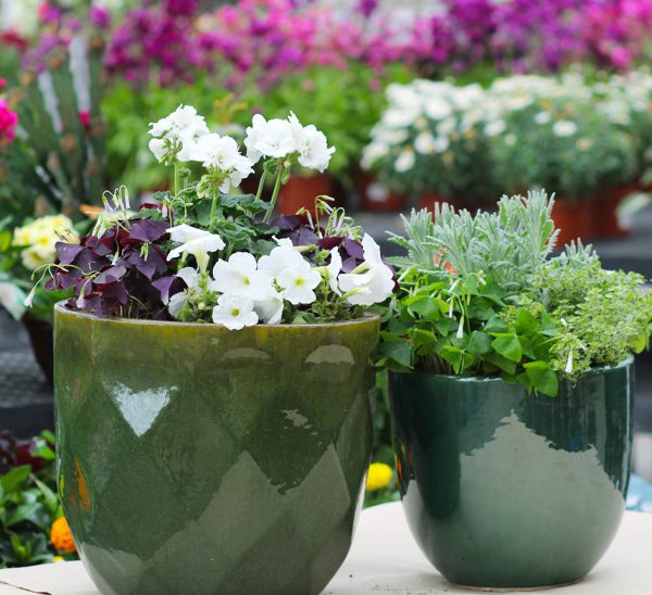 container gardens