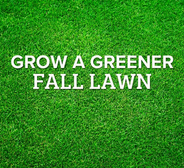 lawn care tips