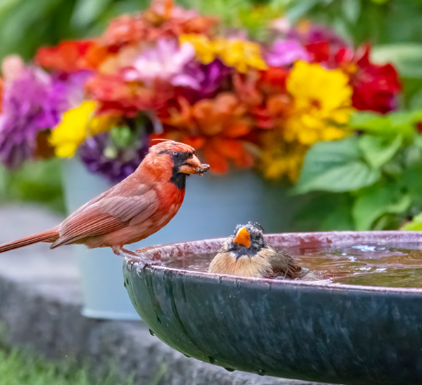 cardinal in birdbath